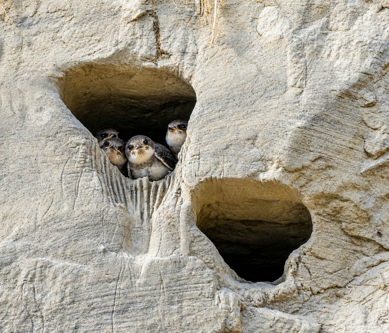 Bank Swallows
