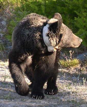 Drone Bear