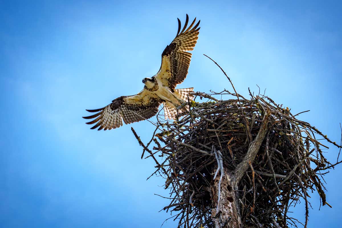 Osprey Nest